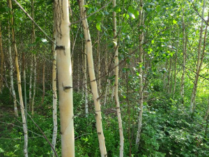잭큐몬티 포트묘 묘묙 자작나무